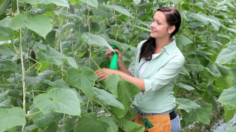 Why boric acid is useful for cucumbers and how to use it correctly