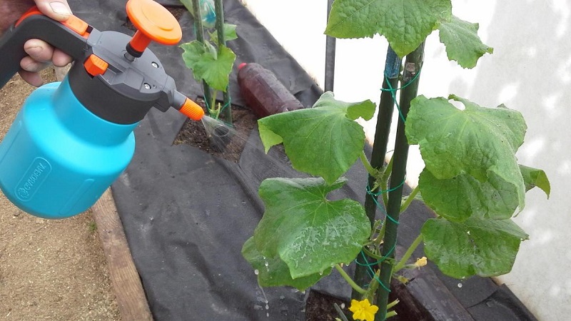 Why boric acid is useful for cucumbers and how to use it correctly