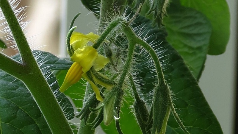 What if the tomatoes in the greenhouse are blooming, but there is no ovary?