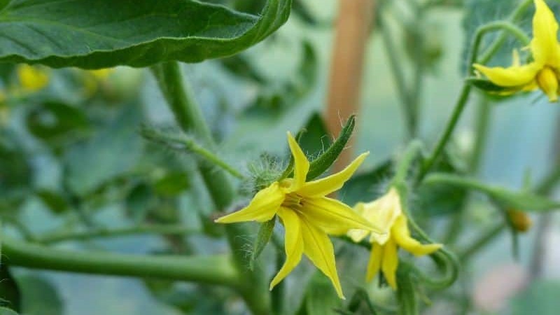 What if the tomatoes in the greenhouse are blooming, but there is no ovary?