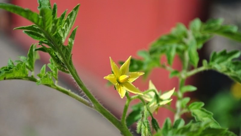 What if the tomatoes in the greenhouse are blooming, but there is no ovary?