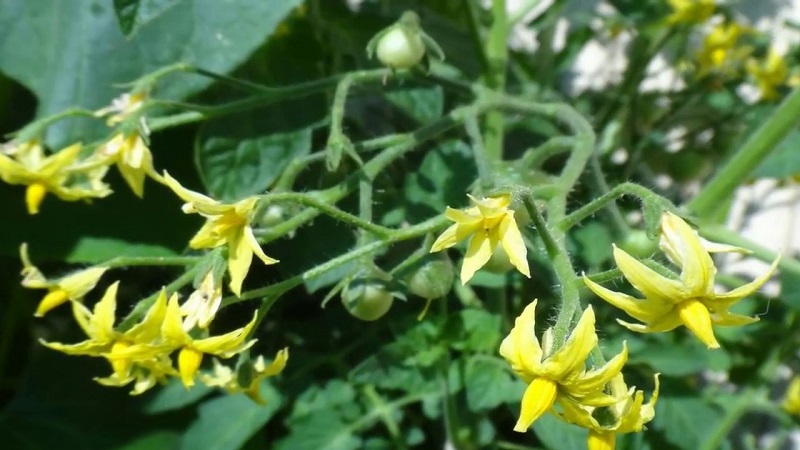 What if the tomatoes in the greenhouse are blooming, but there is no ovary?