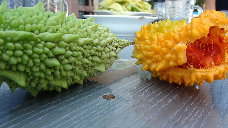 What is Momordica Charantia: an overview of an exotic vegetable, the stages of its cultivation and medicinal properties