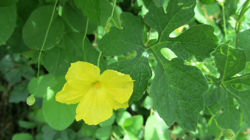 What is Momordica Charantia: an overview of an exotic vegetable, the stages of its cultivation and medicinal properties