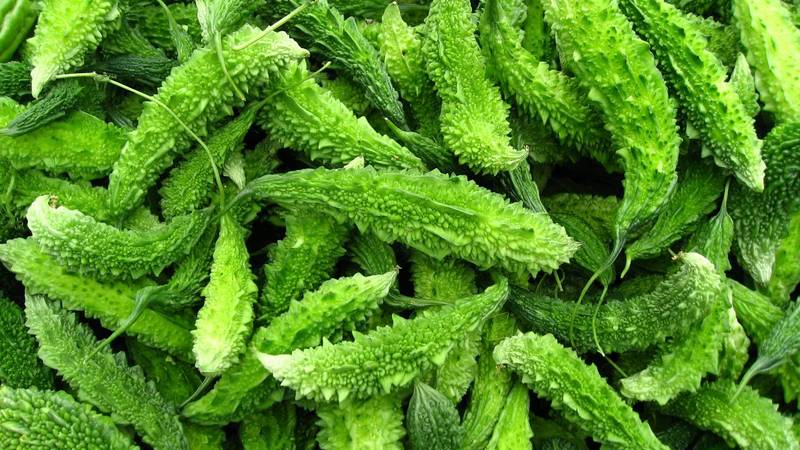 What is Momordica Charantia: an overview of an exotic vegetable, the stages of its cultivation and medicinal properties