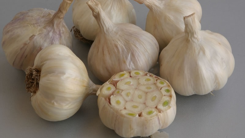 What is spring garlic and how to grow it correctly: a step-by-step guide and secrets of experienced gardeners