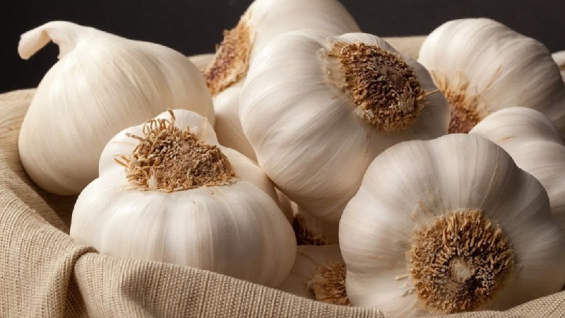 What is spring garlic and how to grow it correctly: a step-by-step guide and secrets of experienced gardeners
