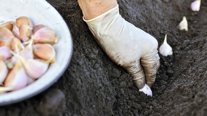 What is spring garlic and how to grow it correctly: a step-by-step guide and secrets of experienced gardeners