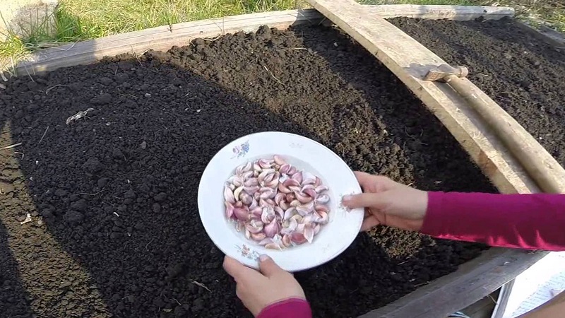 What is spring garlic and how to grow it correctly: a step-by-step guide and secrets of experienced gardeners