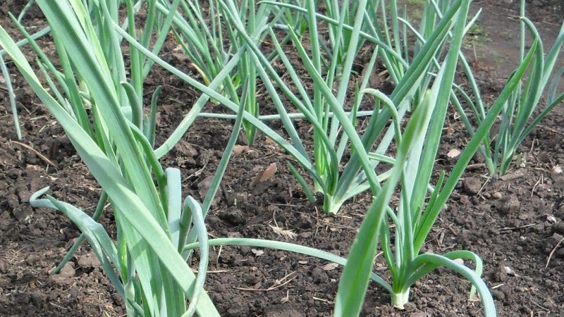 What is spring garlic and how to grow it correctly: a step-by-step guide and secrets of experienced gardeners