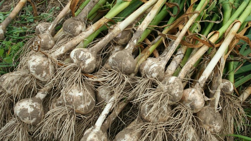 What is spring garlic and how to grow it correctly: a step-by-step guide and secrets of experienced gardeners
