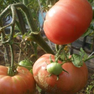 Will give a late harvest, but meet expectations - tomato Andreevsky surprise