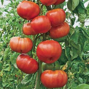 Will give a late harvest, but meet expectations - tomato Andreevsky surprise
