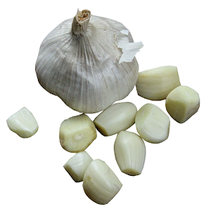 What happens if you eat garlic every day, and how much to use it, so as not to harm your health