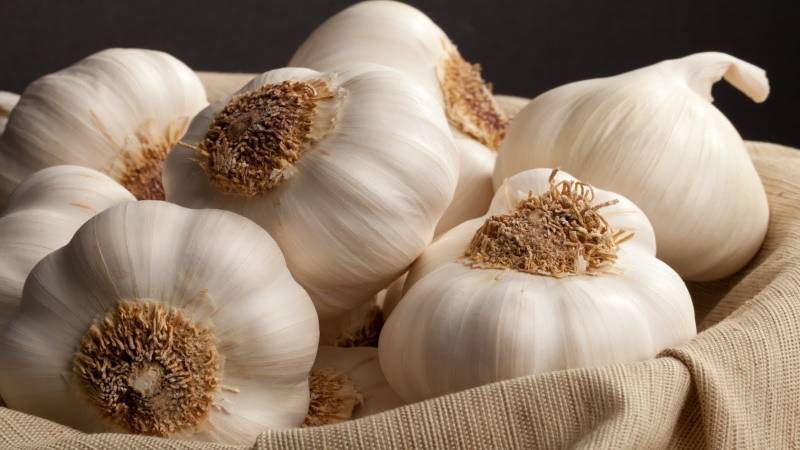 What happens if you eat garlic every day, and how much to use it, so as not to harm your health