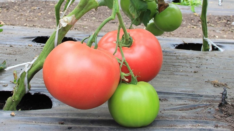The favorite among summer residents for growing in a greenhouse is a tomato Babushkino lukoshko