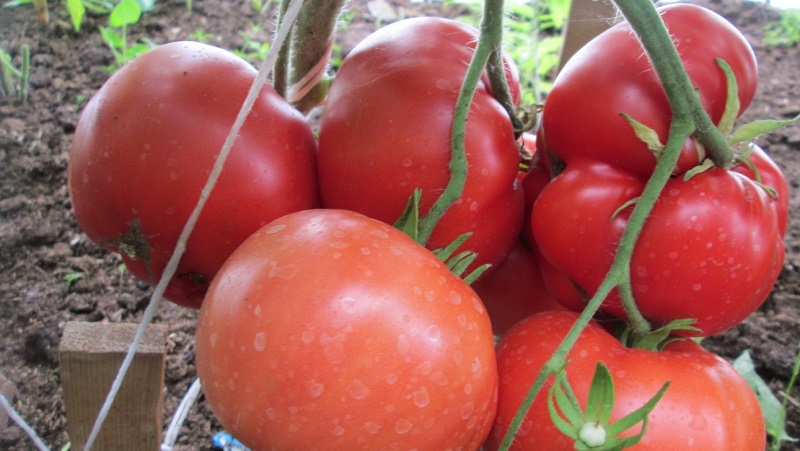 The favorite among summer residents for growing in a greenhouse is a tomato Babushkino lukoshko