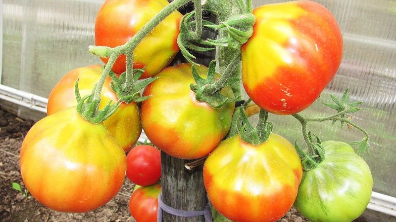 The favorite among summer residents for growing in a greenhouse is a tomato Babushkino lukoshko