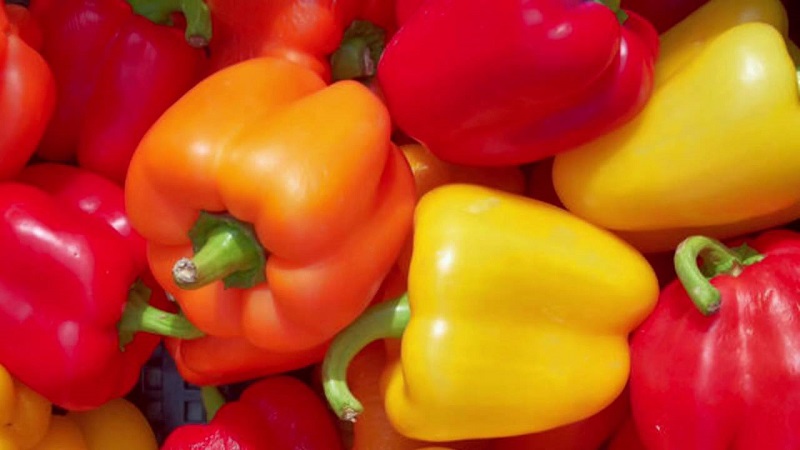 Where and how to keep bell peppers for the winter: fresh, frozen, dried, dried and canned