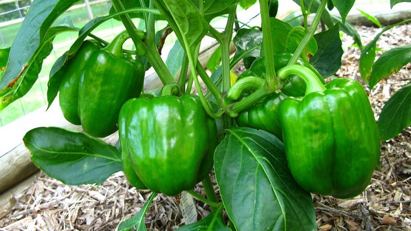 Where and how to keep bell peppers for the winter: fresh, frozen, dried, dried and canned
