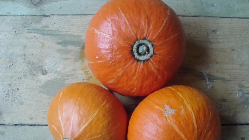 A hybrid with an original flavor that will pleasantly surprise you - pumpkin Hazelnut: grown without much hassle