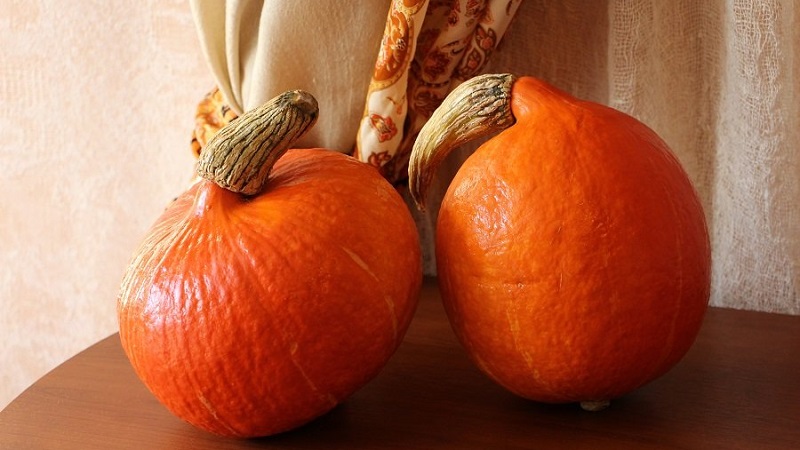 A hybrid with an original flavor that will pleasantly surprise you - pumpkin Hazelnut: grown without much hassle