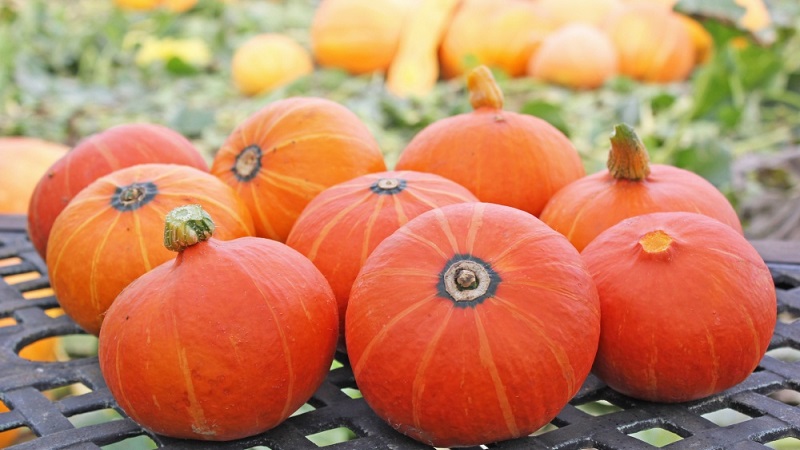 A hybrid with an original flavor that will pleasantly surprise you - pumpkin Hazelnut: grown without much hassle