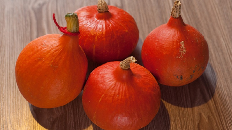 A hybrid with an original flavor that will pleasantly surprise you - pumpkin Hazelnut: grown without much hassle