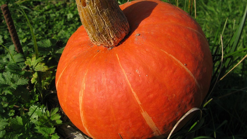A hybrid with an original flavor that will pleasantly surprise you - pumpkin Hazelnut: grown without much hassle