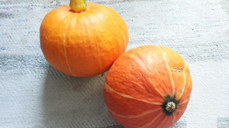 A hybrid with an original flavor that will pleasantly surprise you - pumpkin Hazelnut: grown without much hassle