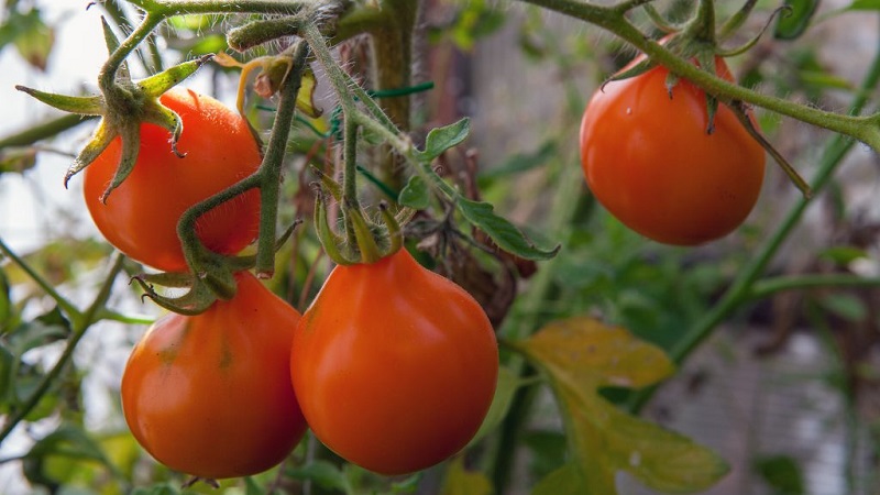Tomato, ideal for conservation and not capricious in care, Japanese truffle: reviews, photos and growing secrets