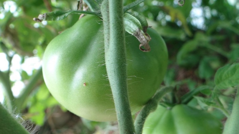 Tomato, ideal for conservation and not capricious in care, Japanese truffle: reviews, photos and growing secrets