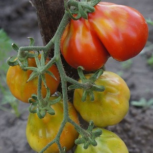 Tomato, ideal for conservation and not capricious in care, Japanese truffle: reviews, photos and growing secrets