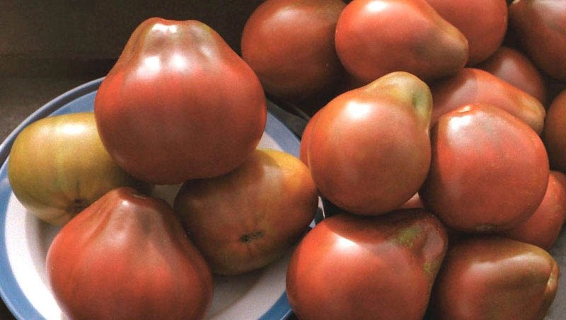 Tomato, ideal for conservation and not capricious in care, Japanese truffle: reviews, photos and growing secrets