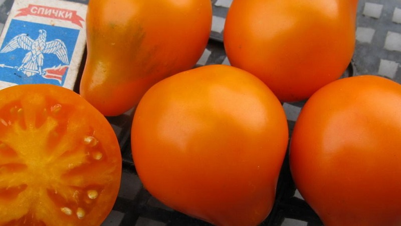 Tomato, ideal for conservation and not capricious in care, Japanese truffle: reviews, photos and growing secrets