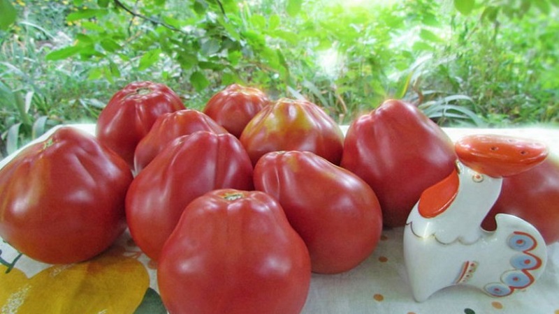 Tomato, ideal for conservation and not capricious in care, Japanese truffle: reviews, photos and growing secrets
