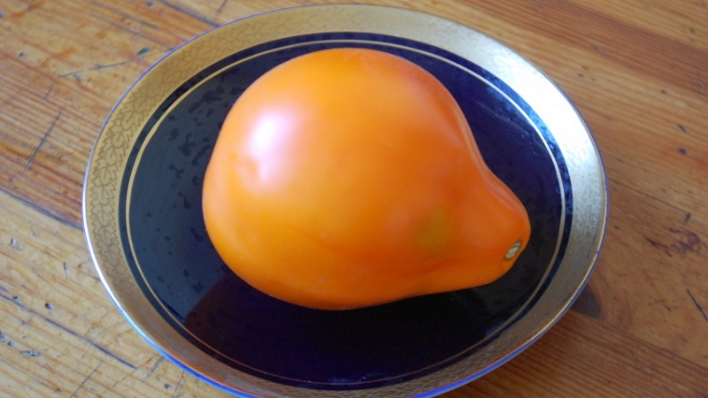 Tomato, ideal for conservation and not capricious in care, Japanese truffle: reviews, photos and growing secrets