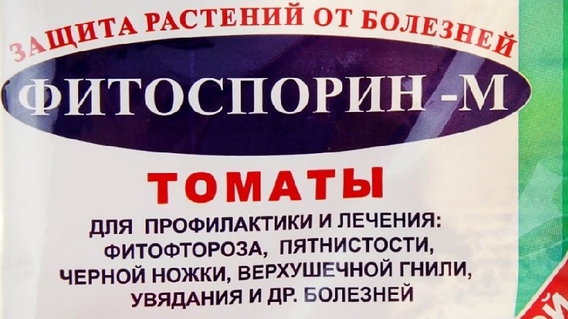 Instructions for processing tomatoes with phytosporin in a greenhouse and precautions when spraying tomatoes