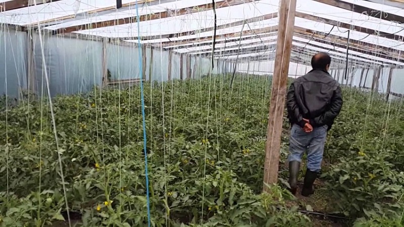 Instructions for processing tomatoes with phytosporin in a greenhouse and precautions when spraying tomatoes