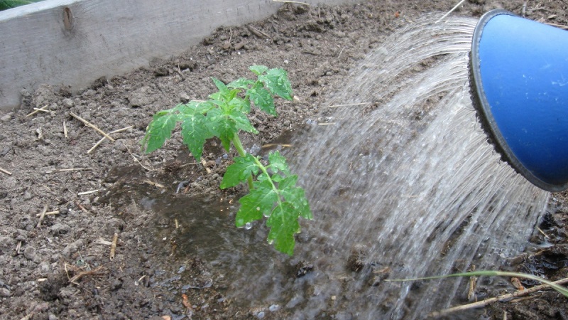 Instructions for processing tomatoes with phytosporin in a greenhouse and precautions when spraying tomatoes
