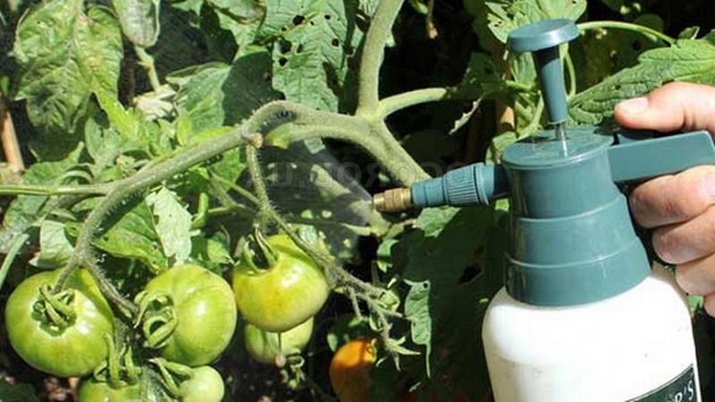 Instructions for processing tomatoes with phytosporin in a greenhouse and precautions when spraying tomatoes