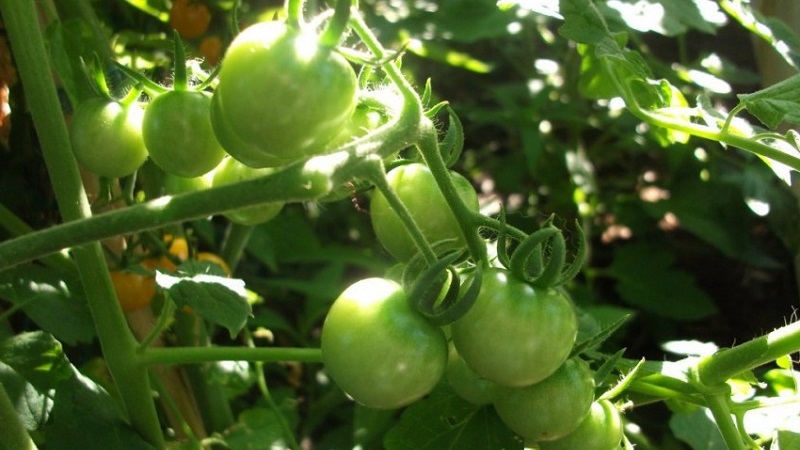 Instructions for processing tomatoes with phytosporin in a greenhouse and precautions when spraying tomatoes