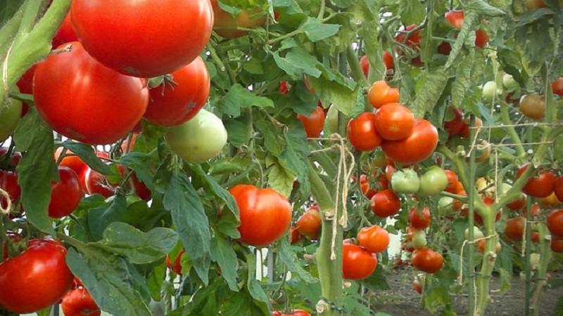 Instructions for processing tomatoes with phytosporin in a greenhouse and precautions when spraying tomatoes