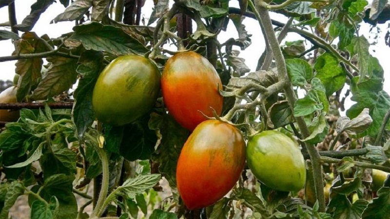Instructions for using HOM for processing tomatoes: nuances for open ground and greenhouses, precautions