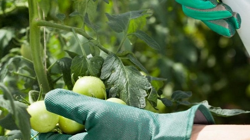 Instructions for using HOM for processing tomatoes: nuances for open ground and greenhouses, precautions