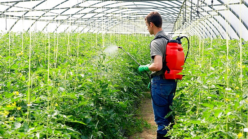 Instructions for using HOM for processing tomatoes: nuances for open ground and greenhouses, precautions