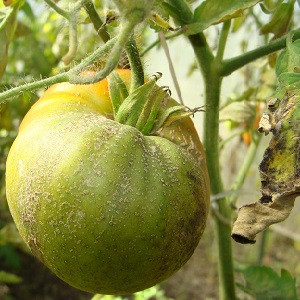 Instructions for using HOM for processing tomatoes: nuances for open ground and greenhouses, precautions