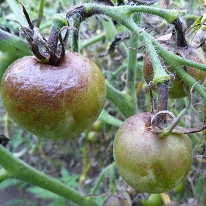 Instructions for using HOM for processing tomatoes: nuances for open ground and greenhouses, precautions