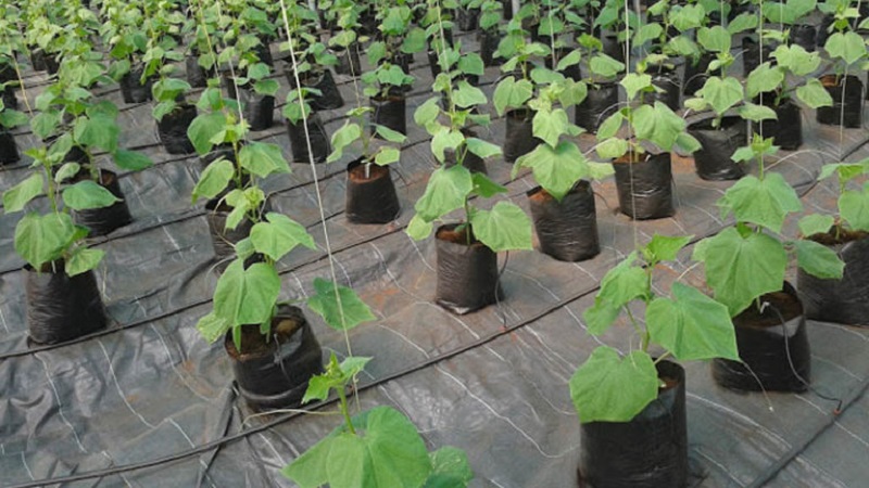 Instructions for growing bagged cucumbers: from preparing materials to harvesting the finished crop
