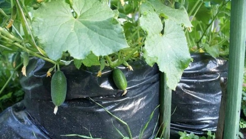 Instructions for growing bagged cucumbers: from preparing materials to harvesting the finished crop